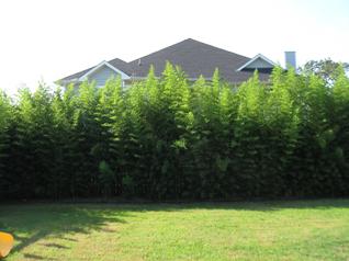 Phyllostachys aurea, Golden Bamboo, Hedge Bamboo, running bamboo for privacy screening