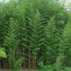 Phyllostachys aurea 'Koi', running bamboo for privacy screening