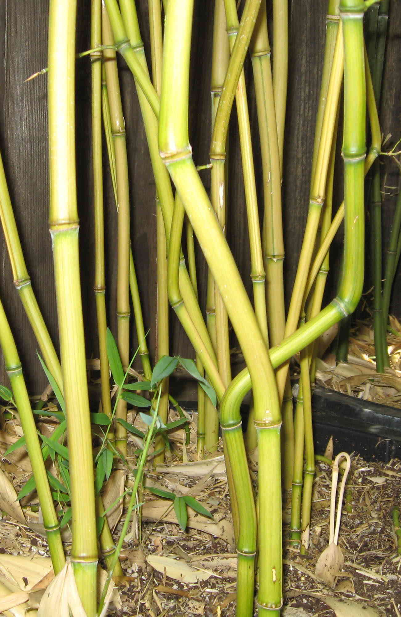 Colorful Cold Hardy–1 Gallon Size b Harbin Inversa Phyllostachys Bamboo Plant 