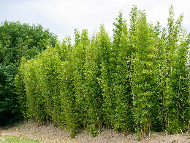 Semiarundinaria fastuosa, Temple Bamboo, running bamboo for privacy screening